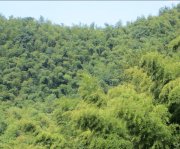 竹子的特點(diǎn)有哪些？